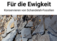 Geopunkt Jurameer Schandelah - Konservieren von Fossilien